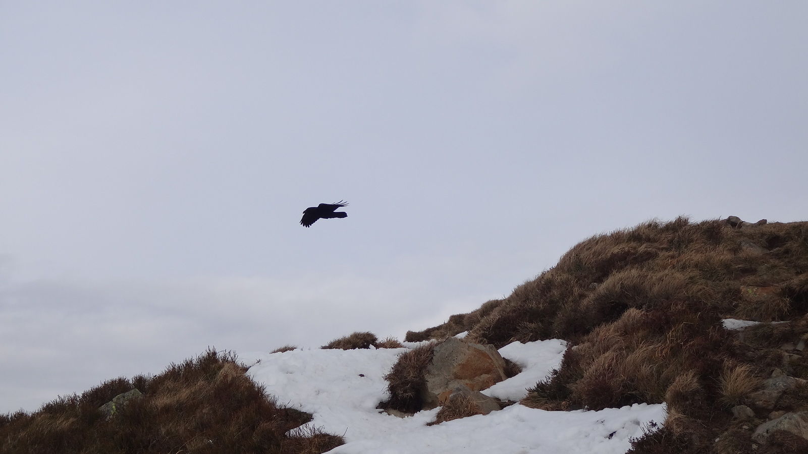 Un corbeau dérangé au sommet du Rothenbachkopf