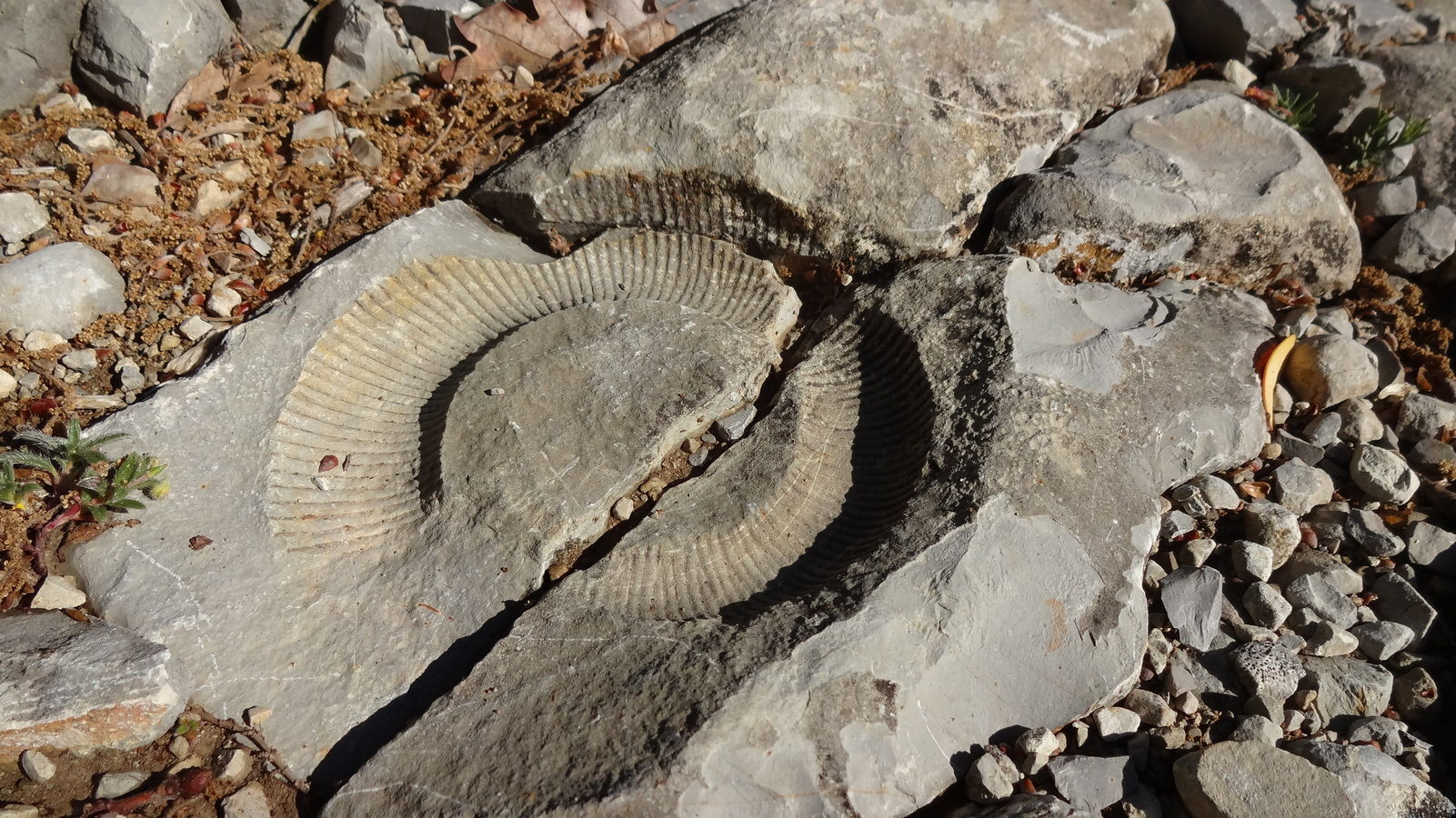 Fossile d'ammonite