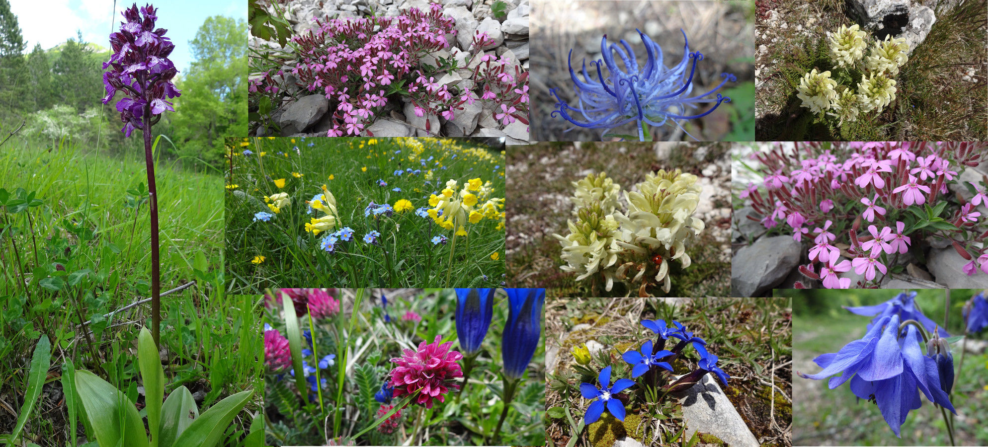 Compilation de diverses fleurs rencontrées