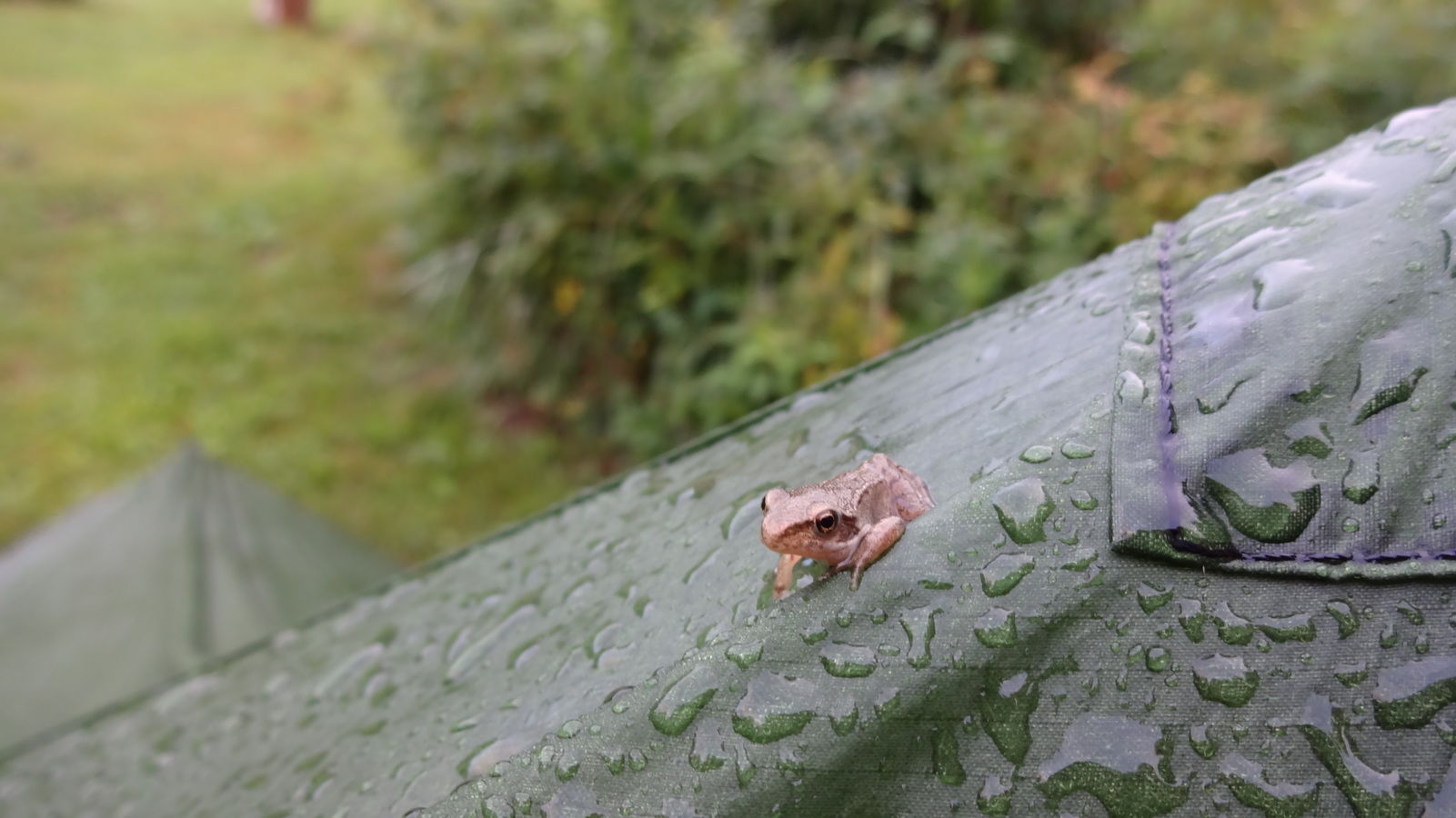 Petite grenouille agile trouvée au matin