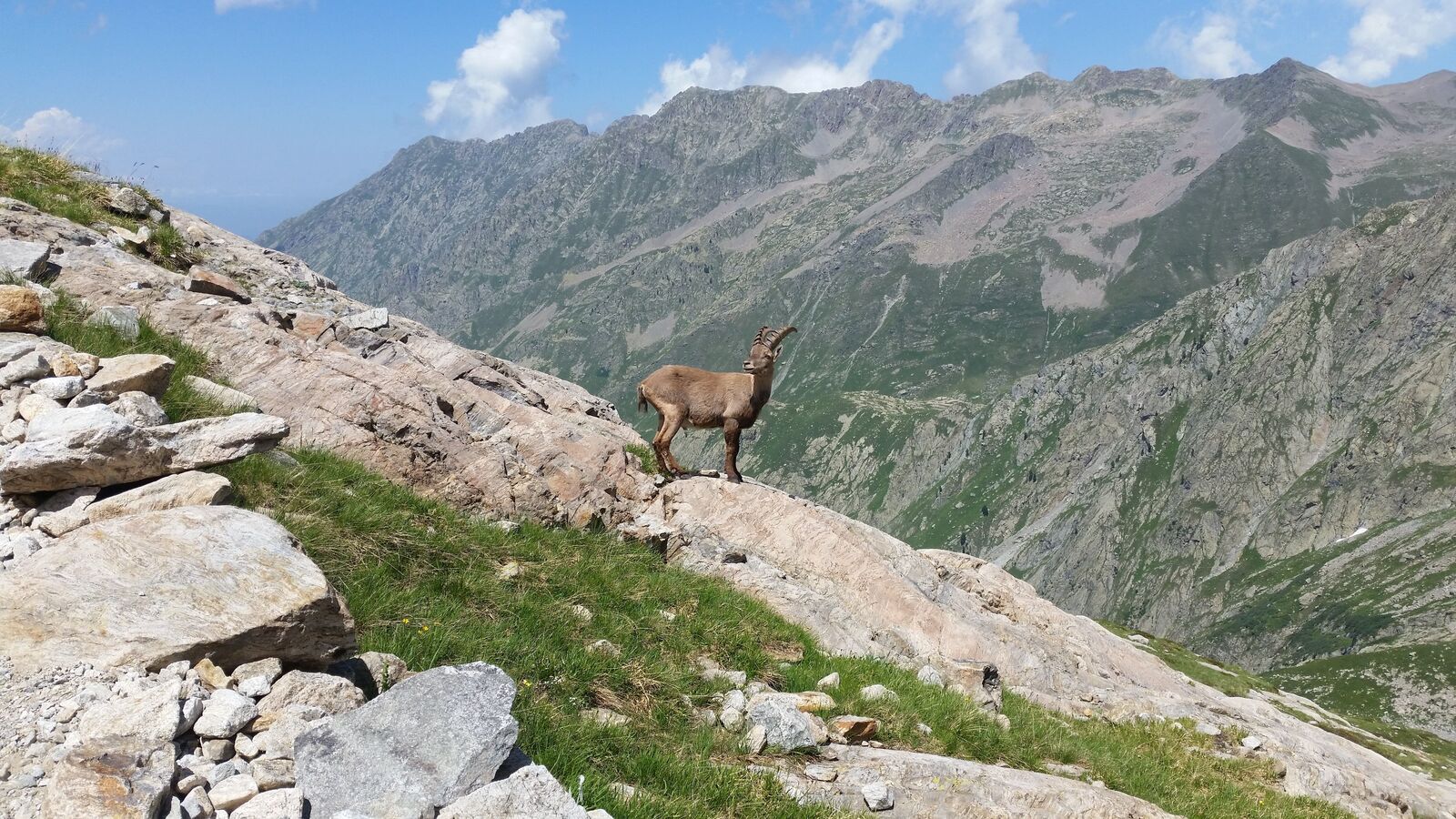 Jeune mâle qui prend la pause