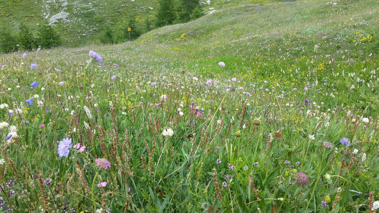 Alpage de la Blave, vallée de l'Ubaye