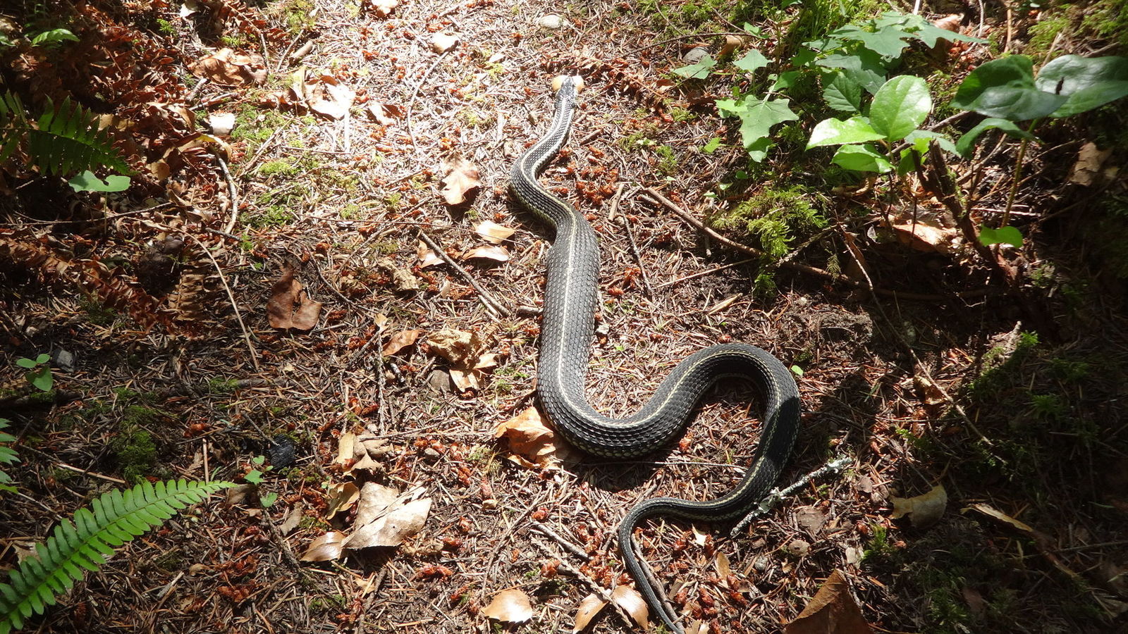 Common Garter Snake, ... ]
