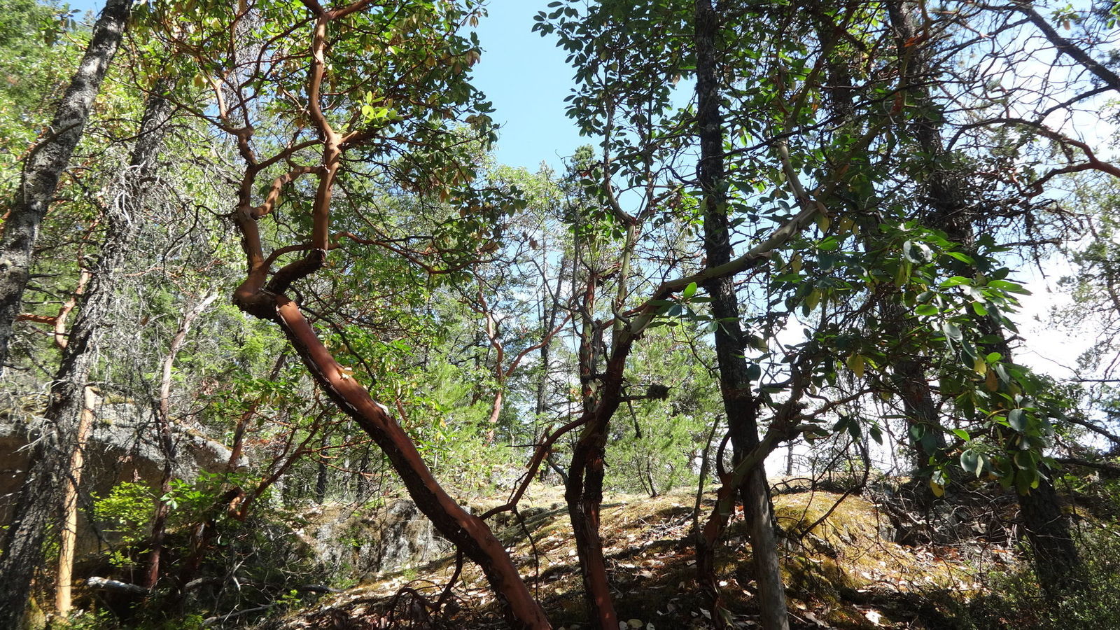 Arbutus, des arbres assez bizarres