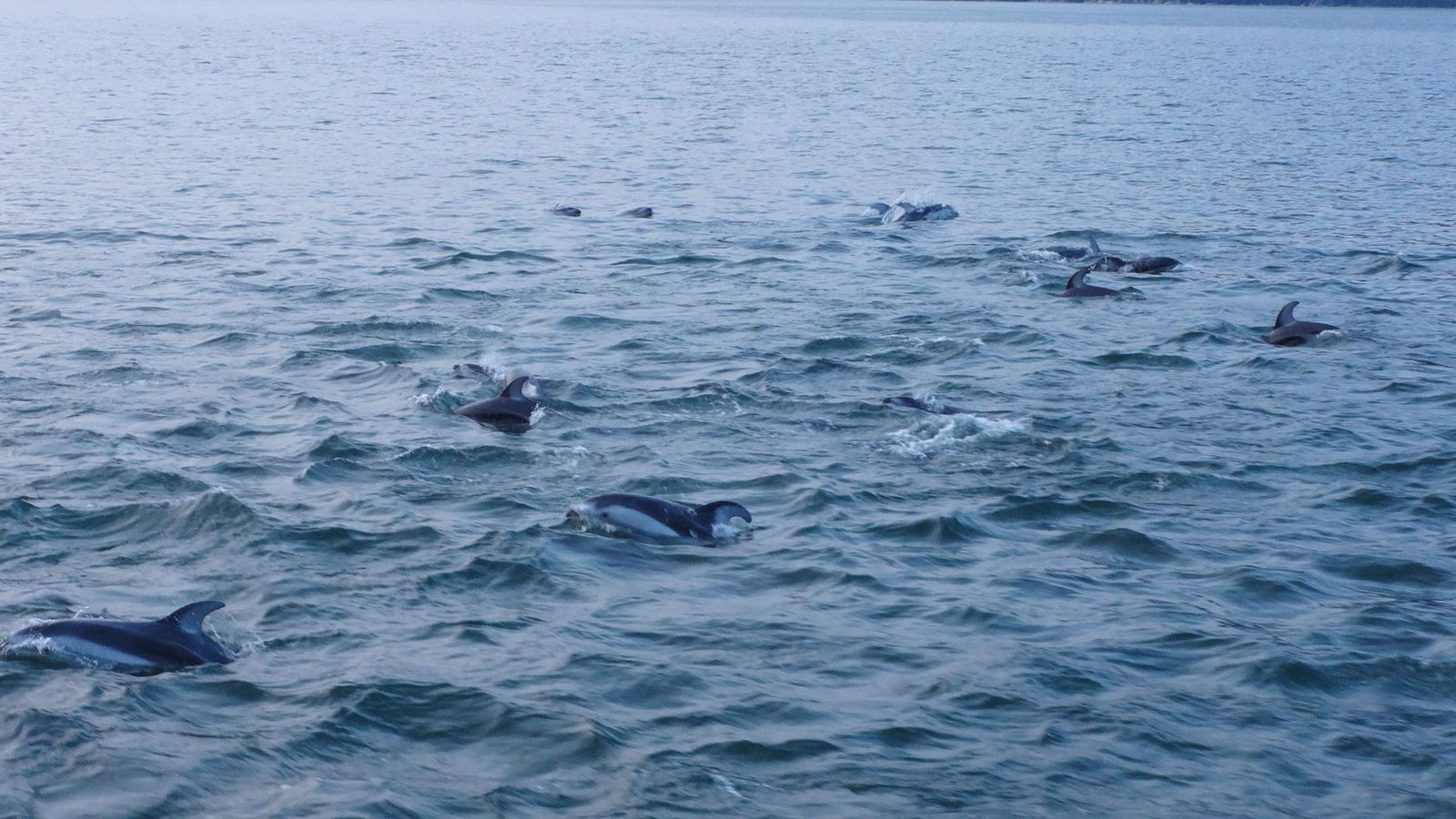 Des dauphins!
