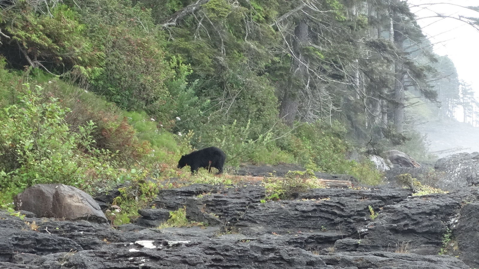 Ours noir en train de chercher son déjeuné