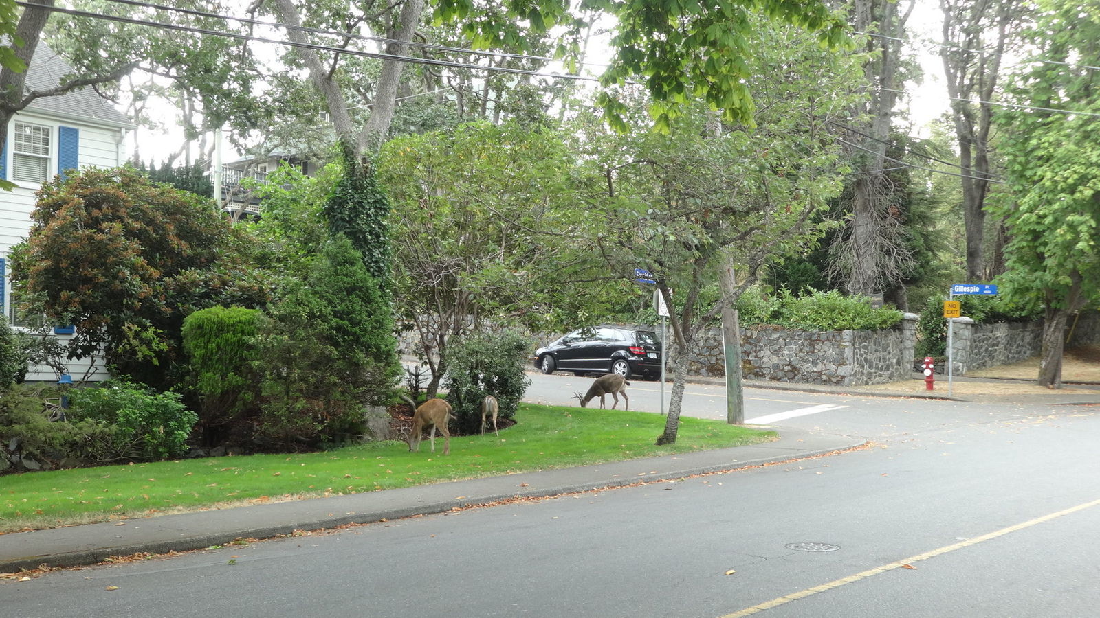Mule deer (cerf) dans les rues de Victoria