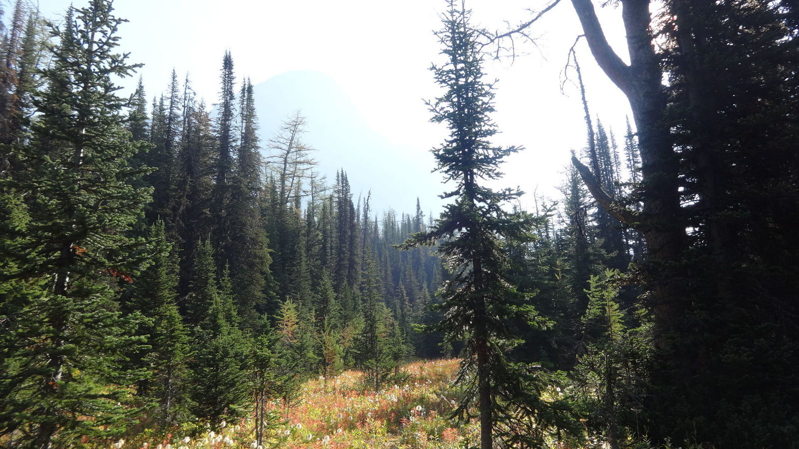 En direction de Sylvan Pass