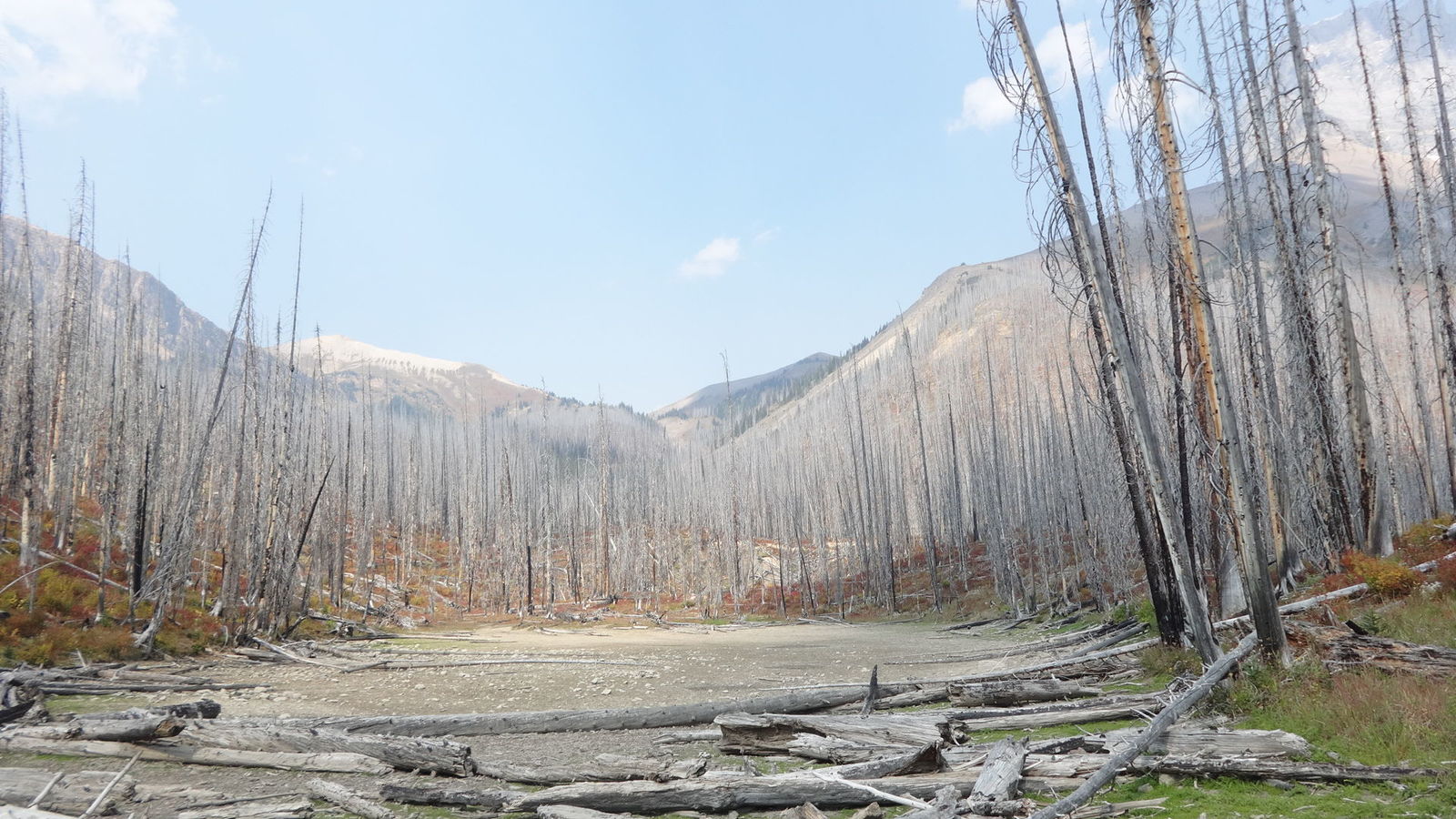 Forêt brulée de la White River Valley