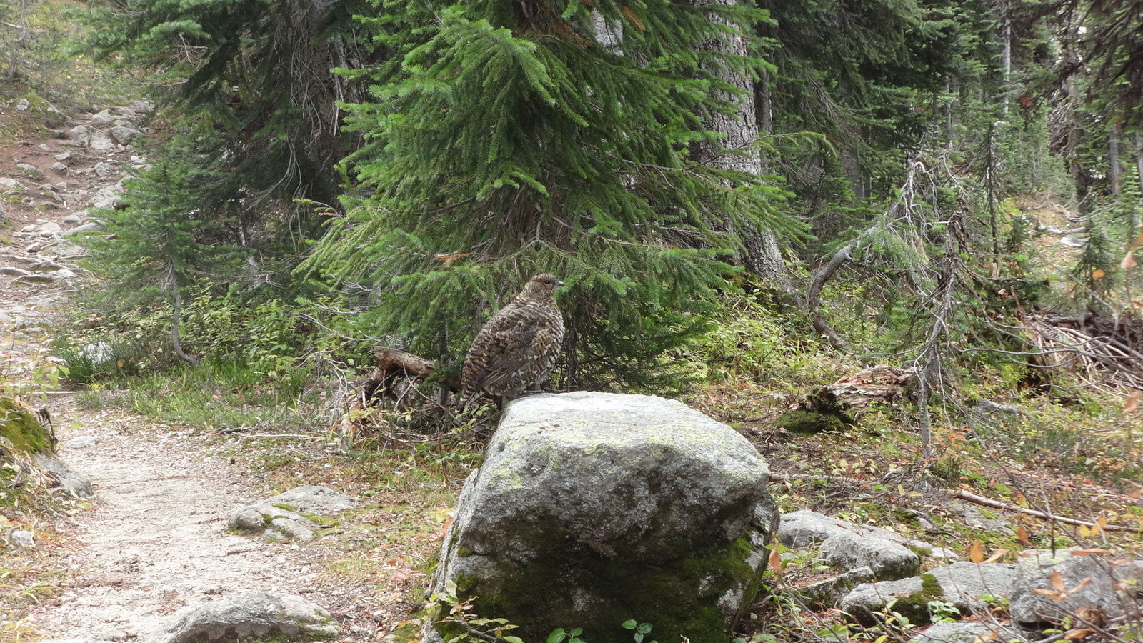 Spruce Grouse (female)