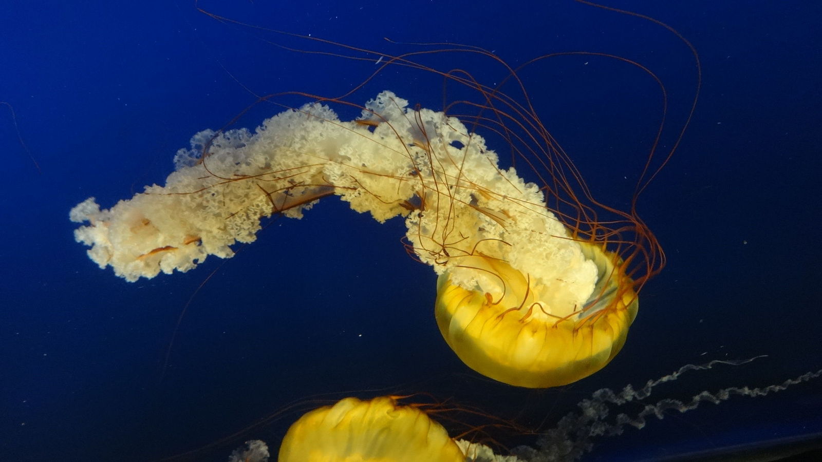 Sea Nettle Jellyfish (Vancouver Aquarium)
