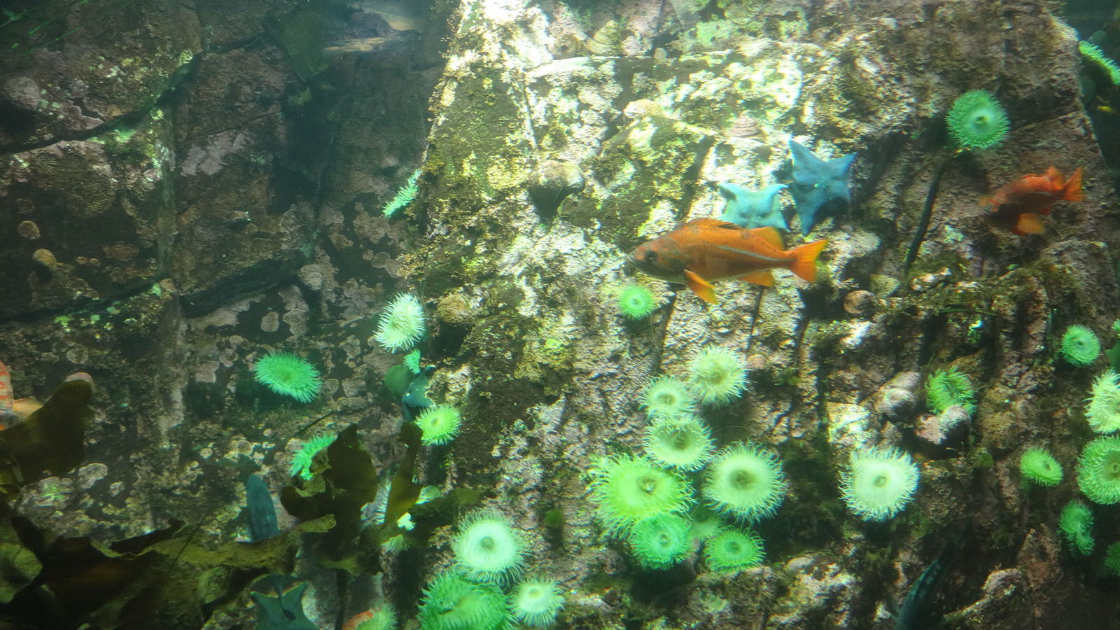 Vancouver Aquarium                               