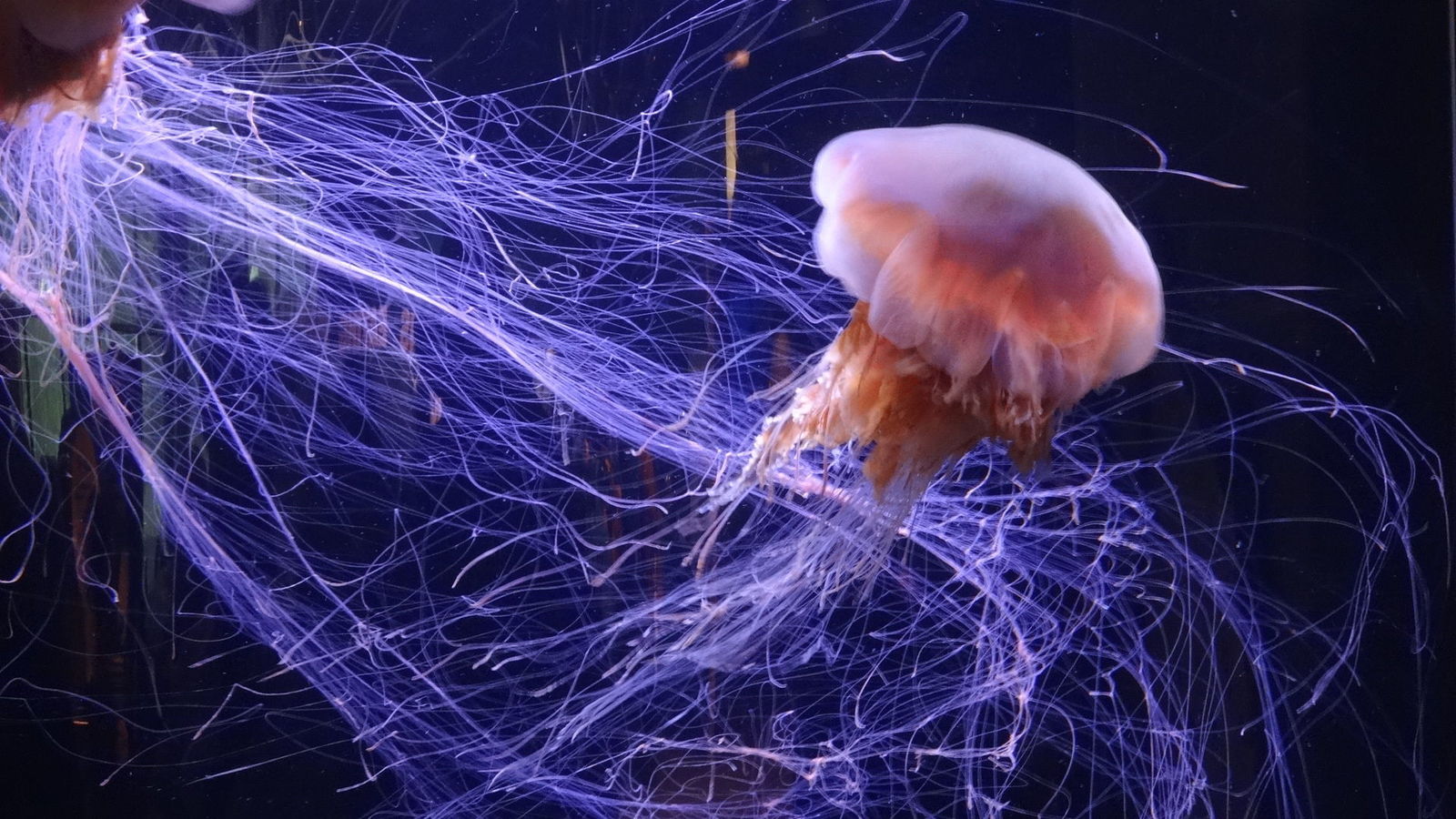 Lionʼs Mane Jellyfish (Vancouver Aquarium)