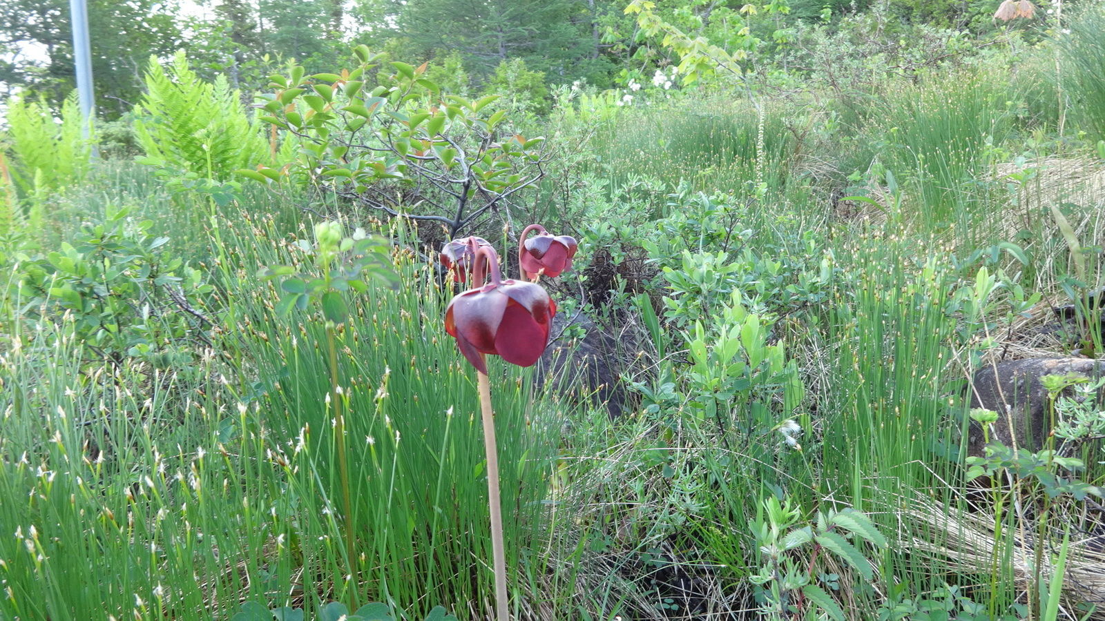Sarracénie pourpre (Pitcher plant), plante carnivore et emblême floral de Terre-Neuve-et-Labrador