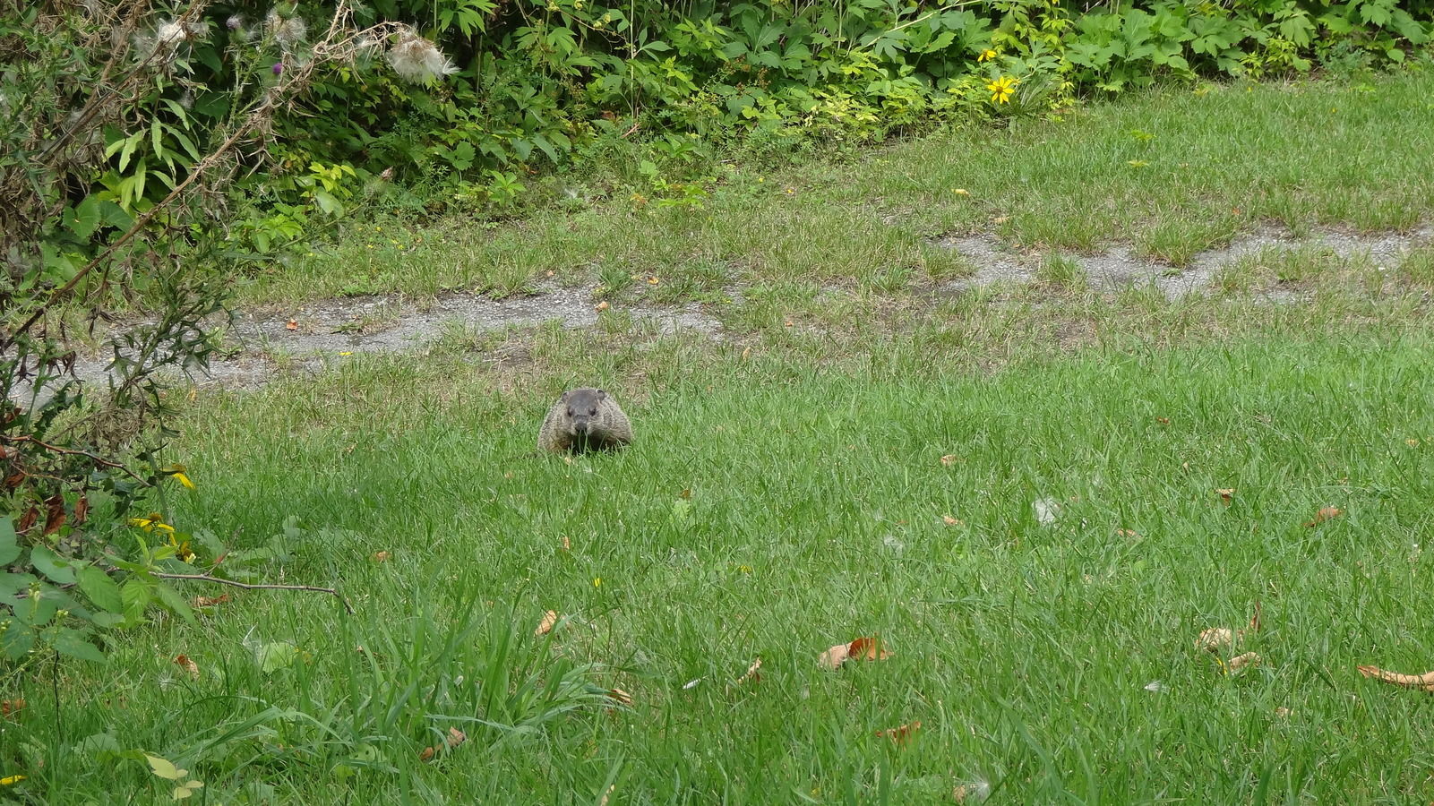 Marmotte au parc Jean-Drapeau