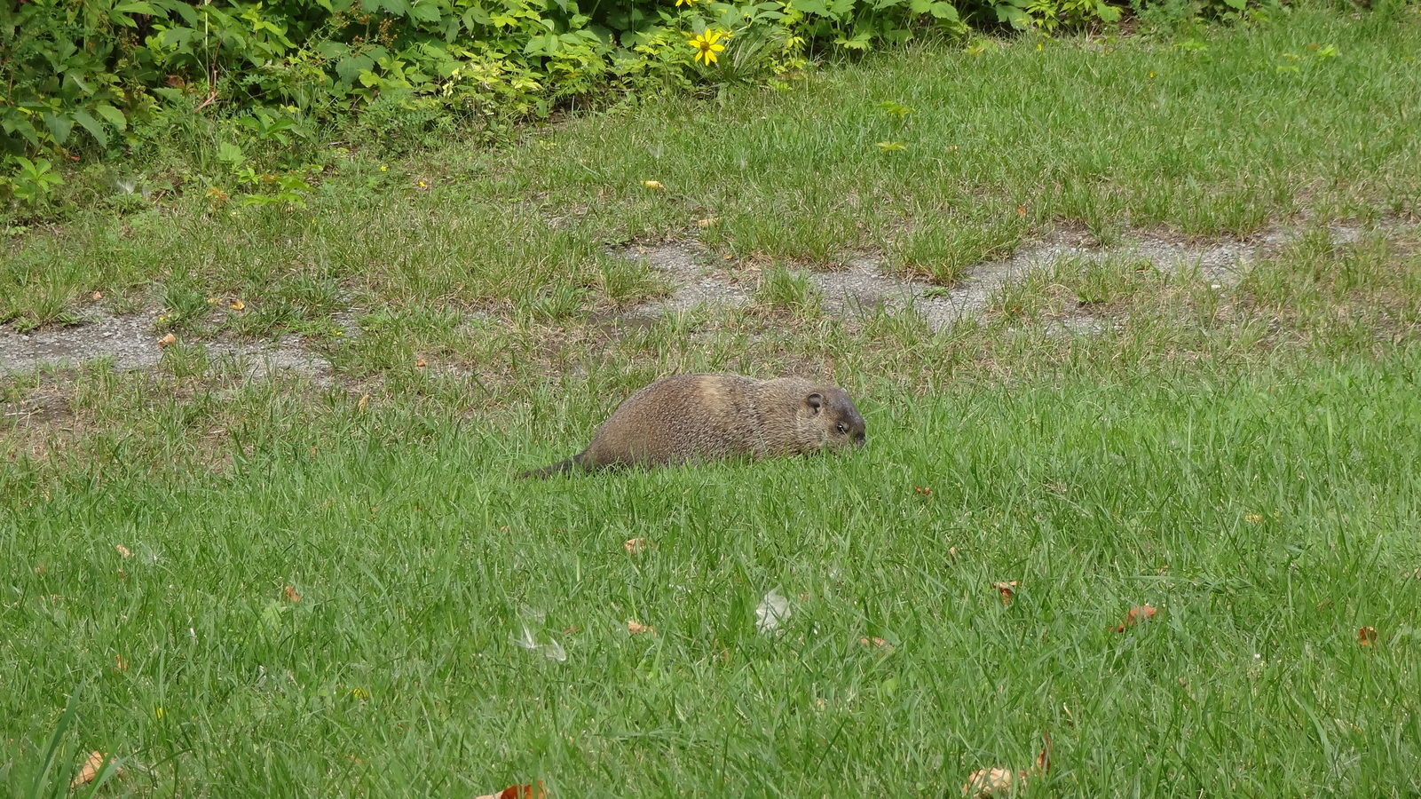Marmotte au parc Jean-Drapeau
