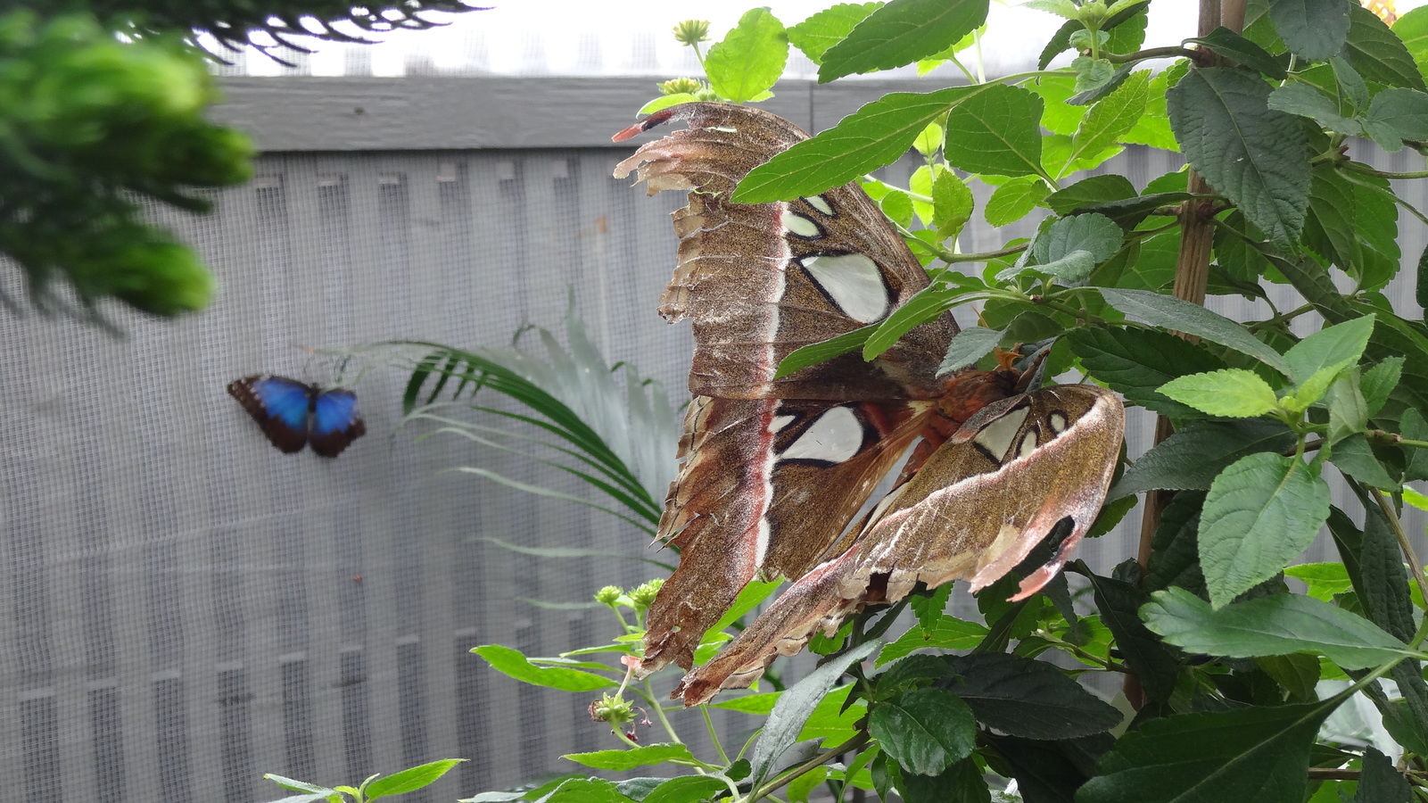 Papillon cobra (et Morpho bleu)